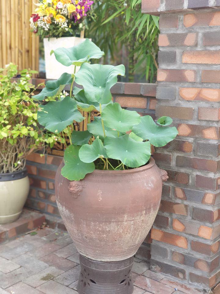 Chậu Gốm Bát Tràng - Thổi Hồn Tinh Hoa Vào Không Gian Sống 7 101848237 271761737505344 5905804145871796409 n